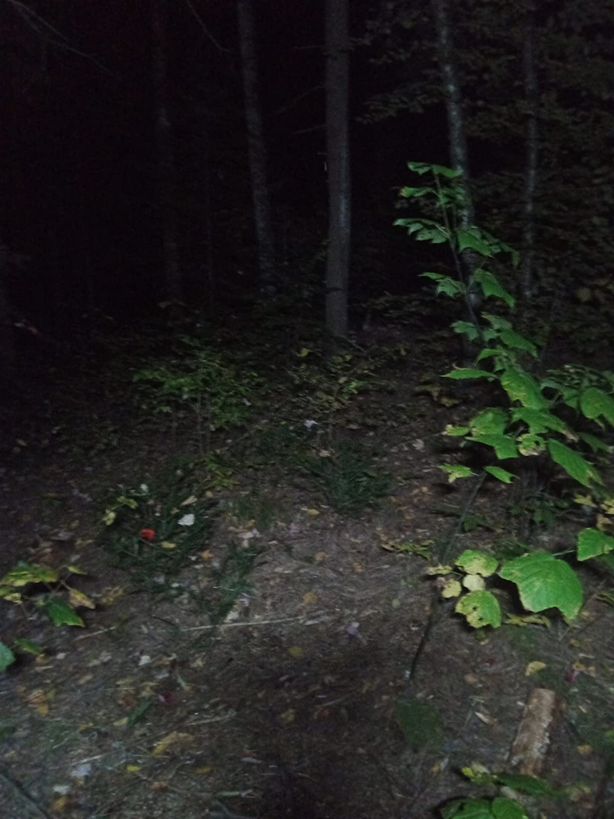 svsviio Headlamp Rechargeable PRO+ 7500mAh 1500 Lumen LED customer photo 2