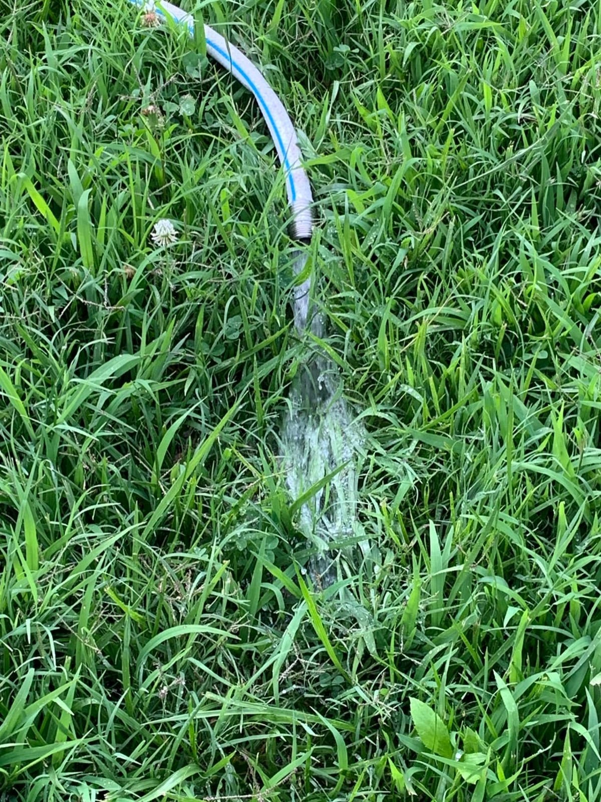 WAYNE WaterBUG Submersible Water Pump for Water Removal customer photo 2