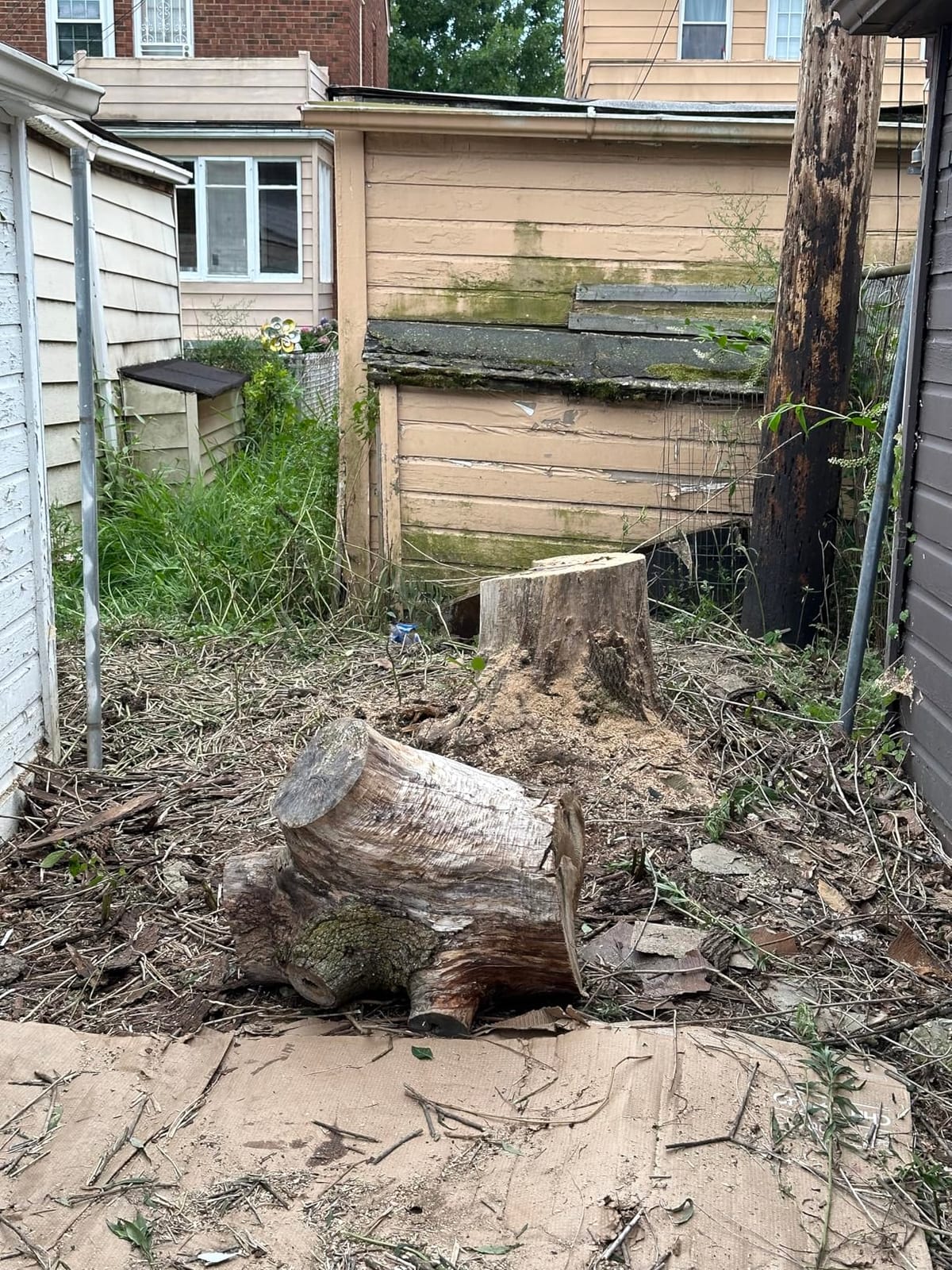CRAFTSMAN Electric Chainsaw, 16 Inch, 12 Amp Corded Chain Saw Electric, Ergonomic, Powerful Motor (CMECS600) customer photo 2
