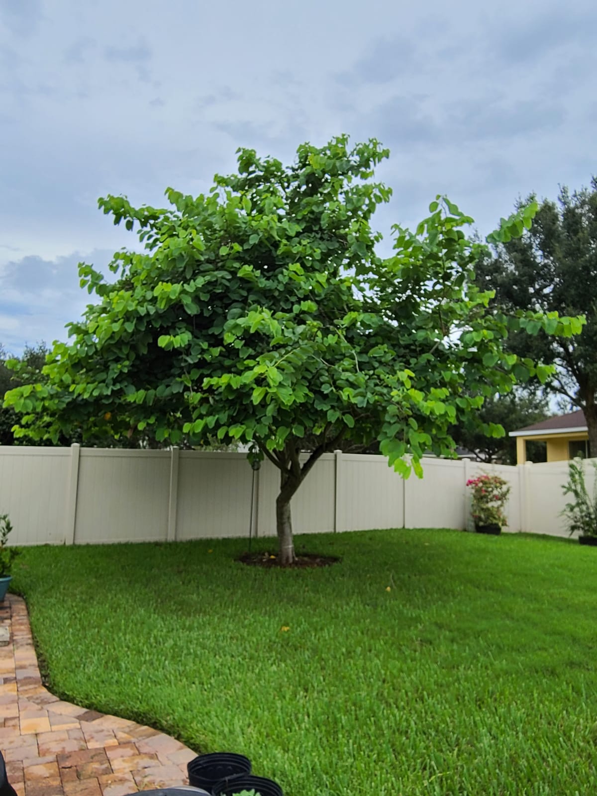 Greenworks 40V 8-Inch Cordless Polesaw, 2.0Ah Battery and Charger Included PS40B210 customer photo 1