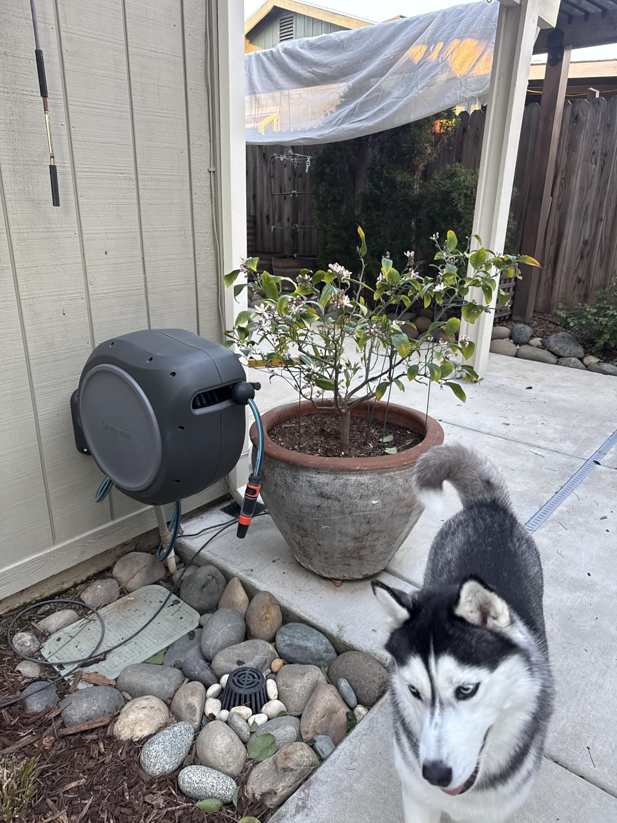 GARDENA Retractable Garden Hose Reel - 100 Feet - Auto Retract Hose Reel with 180° Swivel Wall Mount - Heavy Duty - Includes Spray Nozzle - 20505 customer photo 1