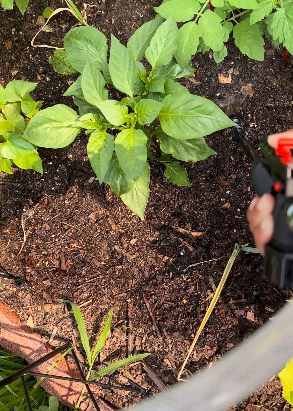 PetraTools HD2000-S 2 Gallon Battery Powered Garden Sprayer, 2 Hour Runtime customer photo 1