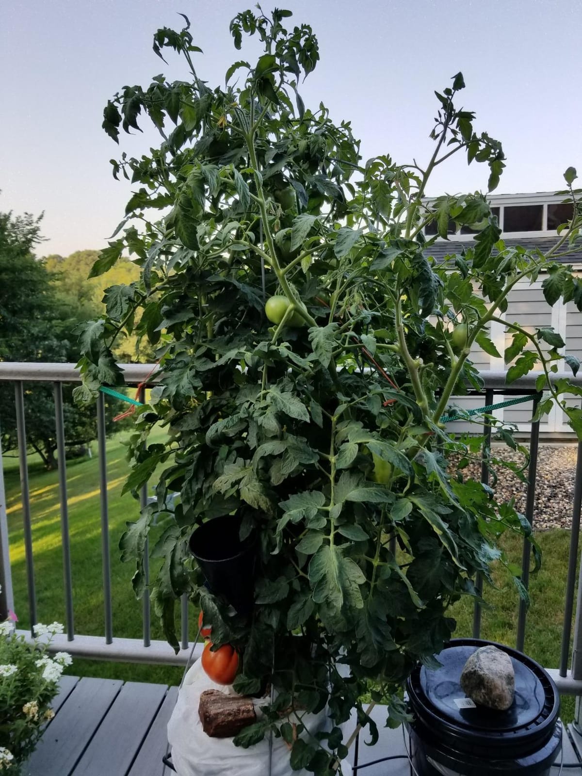Deep Water Culture (DWC) Hydroponic Bucket Kit 5 Gallon, 6 inch customer photo 2