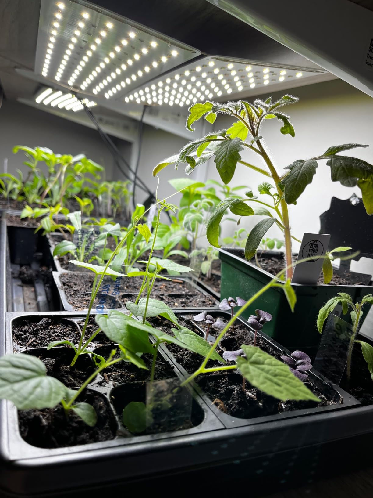 Seed Starter Trays, 144 Cells (24 Trays - 6 Cells Per Tray) + Plant Stakes customer photo 1