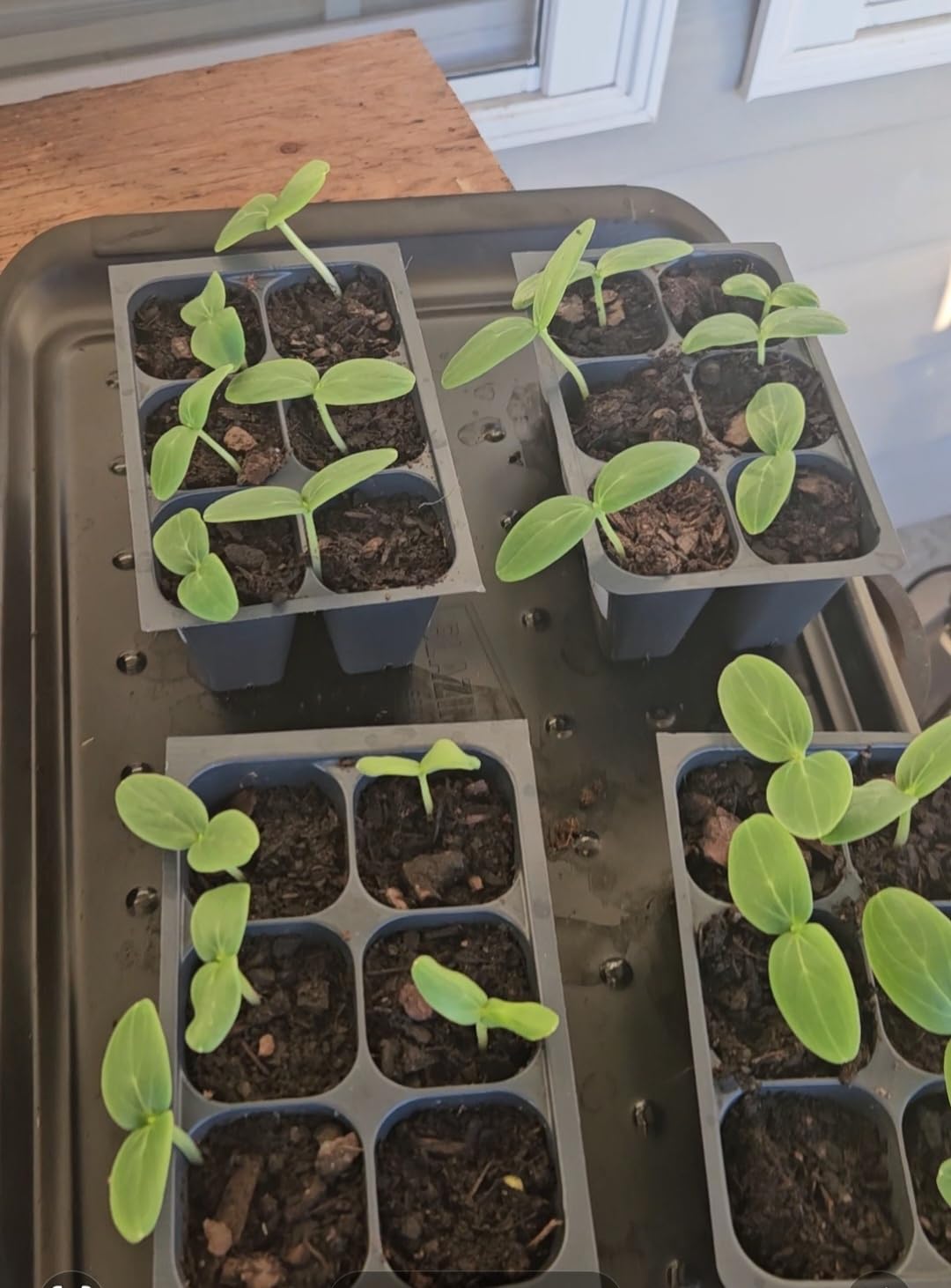 Seed Starter Trays, 144 Cells (24 Trays - 6 Cells Per Tray) + Plant Stakes customer photo 2