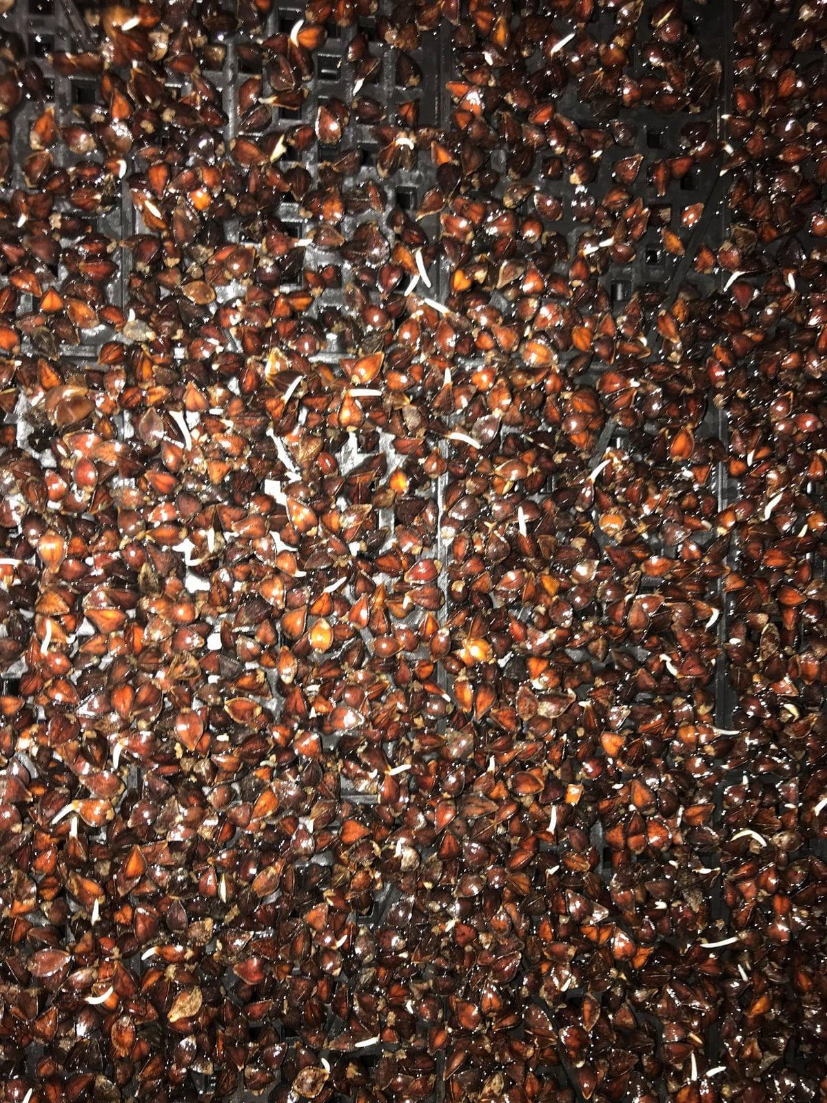 Bootstrap Farmer Mesh Bottom 1020 Trays - 10 Pack Extra Strength Microgreens Soil Blocks Hyroponics customer photo 1