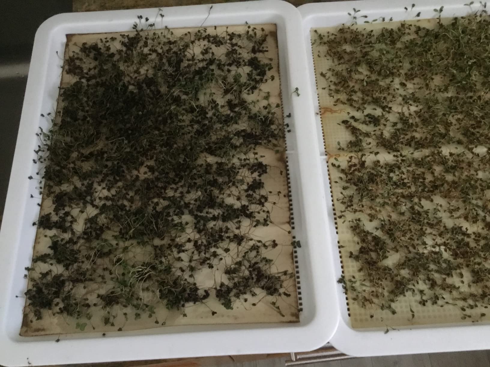 2 Pack of BPA Free Home Microgreen Soilless Hydroponics Seed Sprouter Grow Tray with Cover + Free Spray Bottle and 20 Sheets Growing Paper customer photo 1