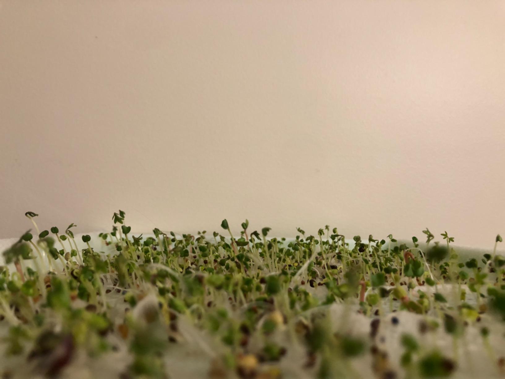 2 Pack of BPA Free Home Microgreen Soilless Hydroponics Seed Sprouter Grow Tray with Cover + Free Spray Bottle and 20 Sheets Growing Paper customer photo 2