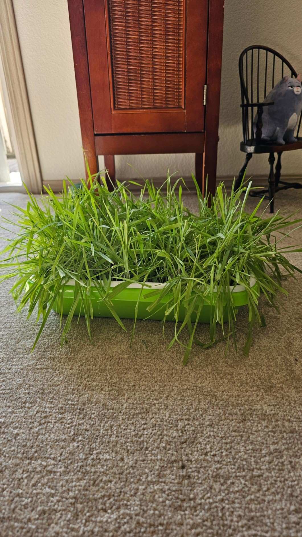 SUNPRO 2-Pack Seed Sprouter Tray with Humidity Lid, BPA Free Food Grade Soil-Free Sprouting Kit, Large Capacity Wheatgrass Grower & Microgreens Germination Station for Beans, Peas, Cat Grass (Green) customer photo 1