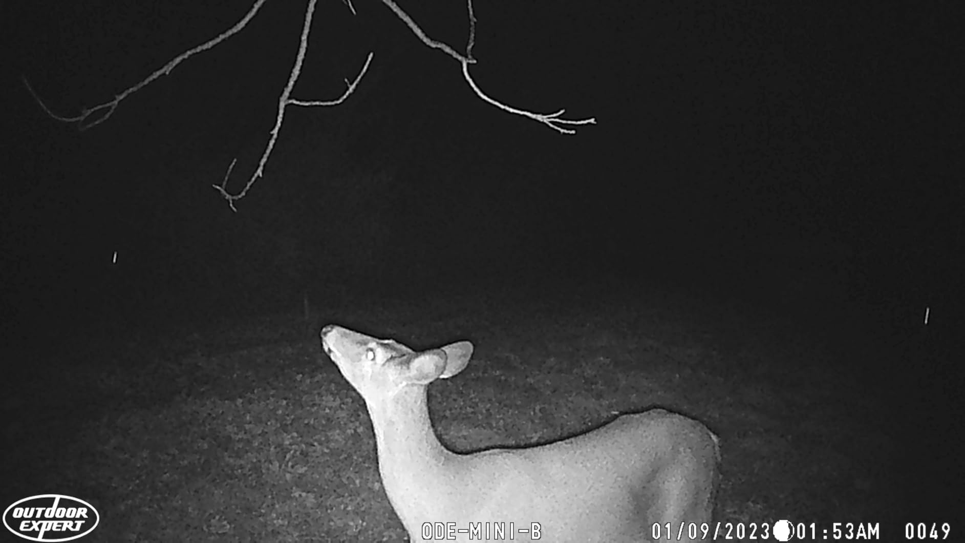 OUTDOOR EXPERT Game Camera 20MP Mini, 1080P Hunting Trail Camera with No Glow 940nm Night Vision, Motion Activated, IP66 Waterproof, 80ft Illumination Range for Wildlife Monitoring, Outdoor Use customer photo 1