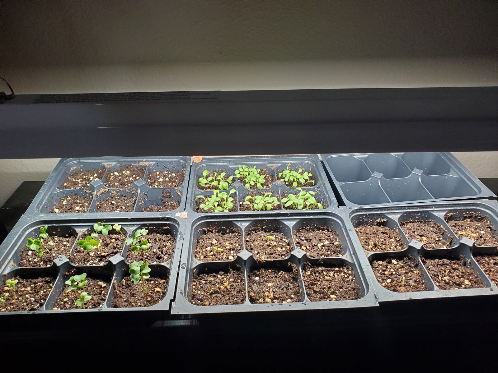 2 feet LED Grow Light Stand for Seedling,Iron Pipe Frame,with Natural White Light Full Spectrum LED Plant Growing Lamp, Light Height Ajustable,with Timer Outlet customer photo 2