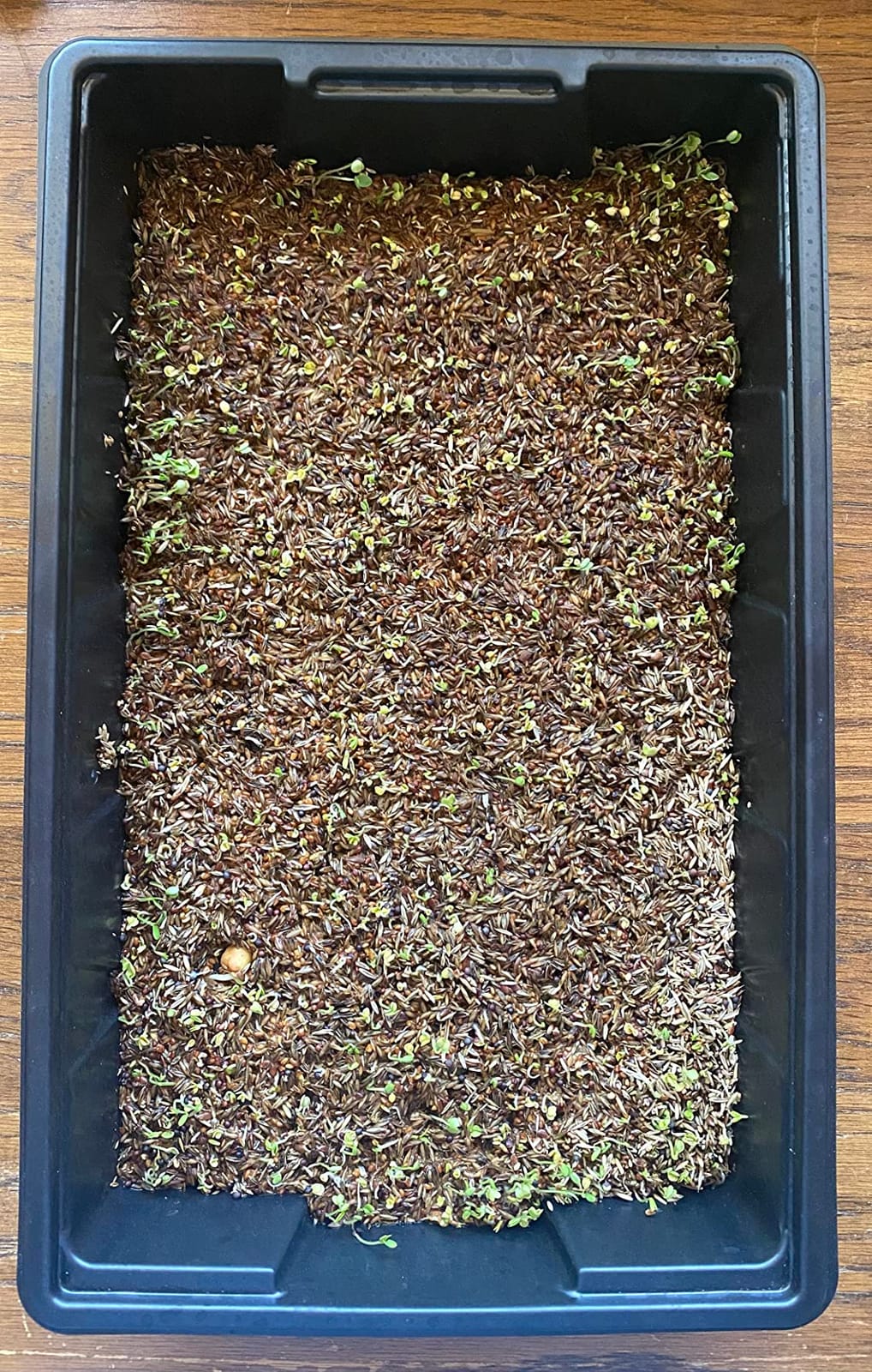 6 Pack Premium Quality Seedling Trays, Microgreens Growing Trays, No Drain Holes, Heavy Duty, Durable Plastic, 1.5mm Thick, Plants Drip Tray, Best for Sprouting Vegetables and Wheatgrass customer photo 1