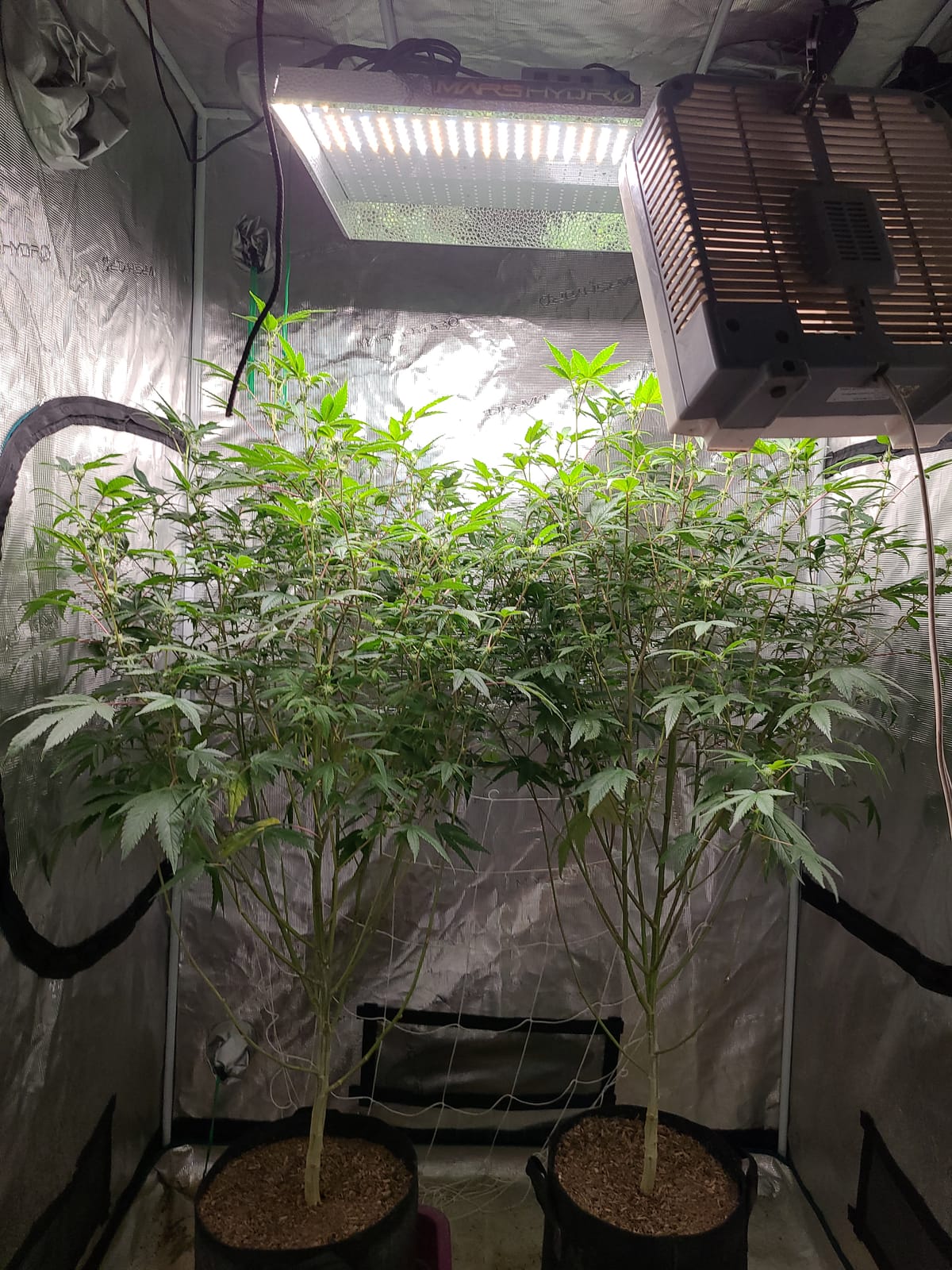 MARS HYDRO 4x4 Smart Grow Tent Kit with TSW2000 with iControl Controller customer photo 2
