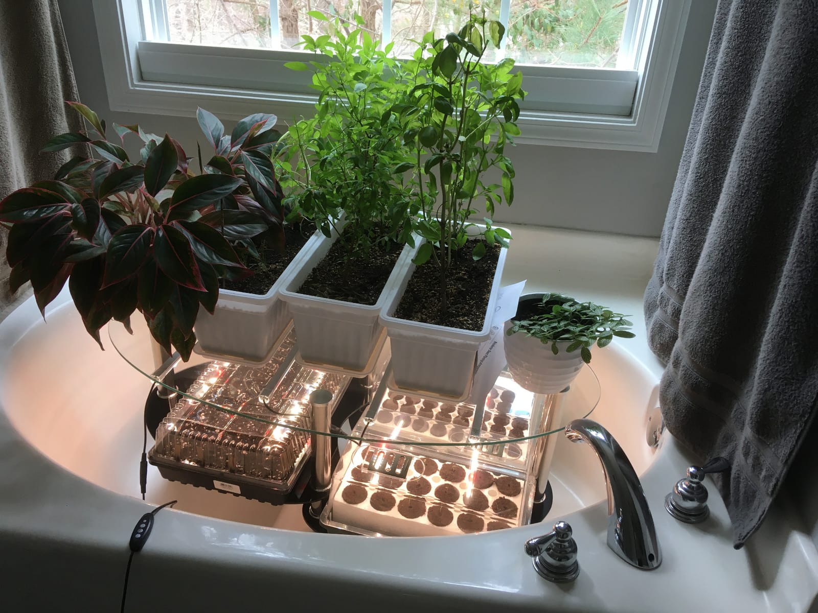 LED Grow Lights Strips for Indoor Plants with Auto ON & Off Timer, T5 Sunlike Full Spectrum Grow Lights Bar Growing Lamps for Greenhouse Shelves Hydroponics Succulent, 4 Dimmable Levels customer photo 1