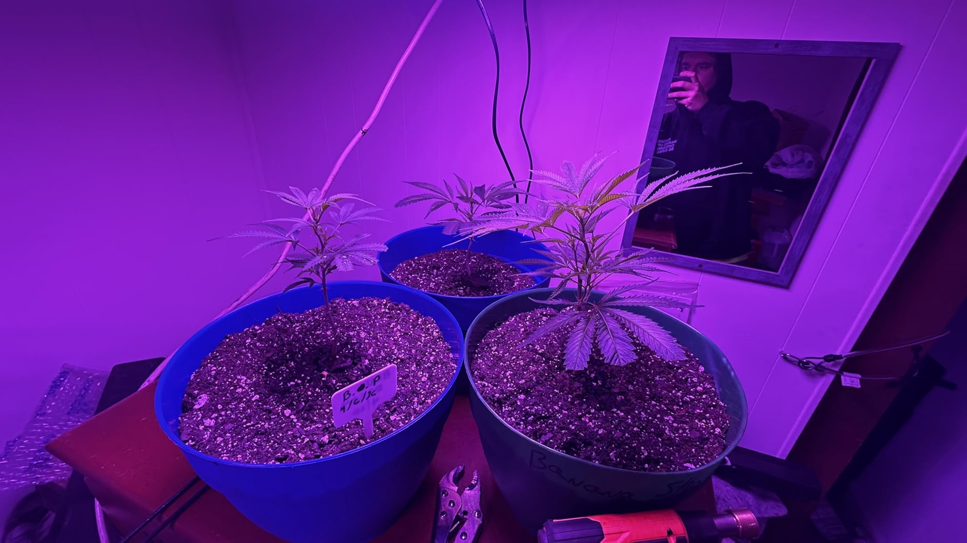 2 Pack LED Grow Light Panel 200W Lamp for Indoor Plants, Sun Like with White Blue Red UV IR LEDs for 4x4ft Coverage Grow Tent Greenhouse Veg and Bloom Seedlings Hydroponics customer photo 2