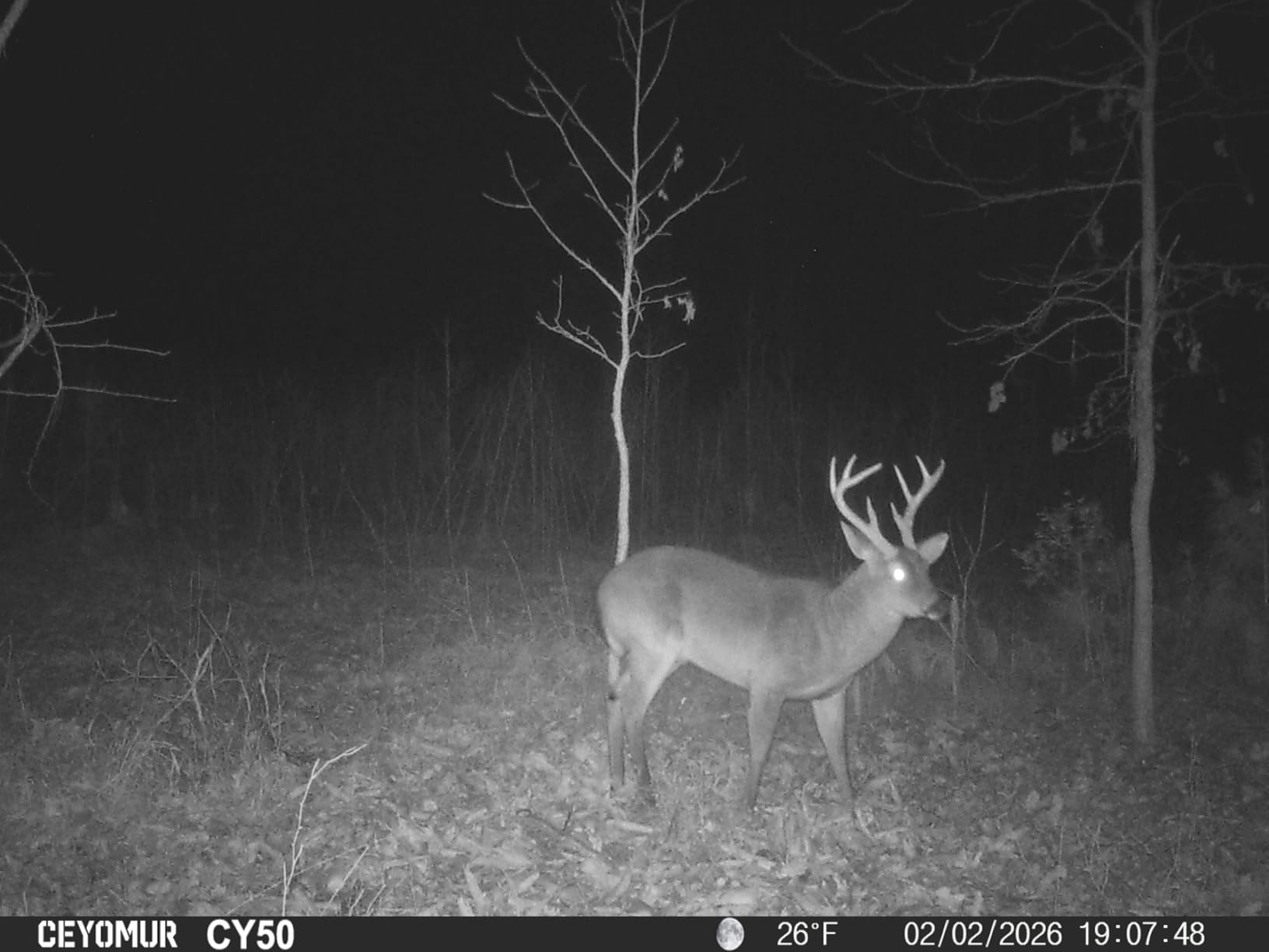 WOSODA Trail Camera 36MP 1920P, Night Vision, IP66 Waterproof Game Camera customer photo 1