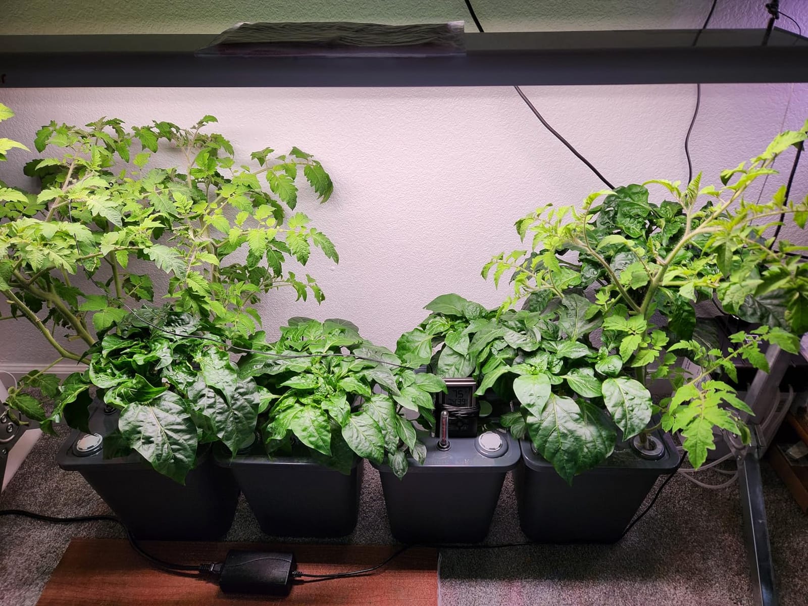 4 Hydroponic Buckets Kit for Plants, Hydroponics Growing System for Herbs/Tomato/Vegetables, DWC System with Air Pump & Germination Tray (Complete Indoor Hydroponic Gardening Supplies) customer photo 1