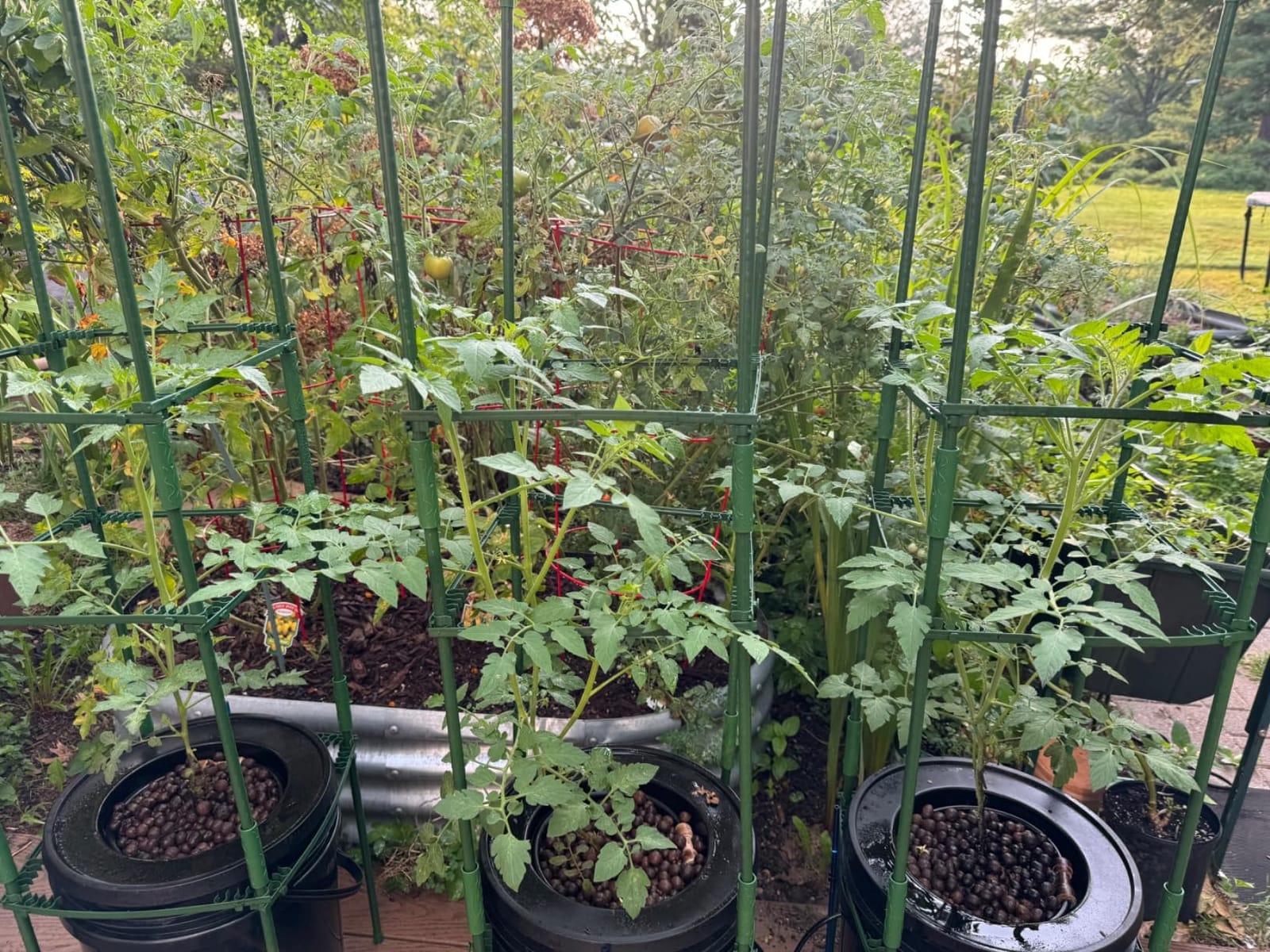 VIVOSUN DWC Hydroponics Grow System with Top Drip Kit 4 Buckets customer photo 1
