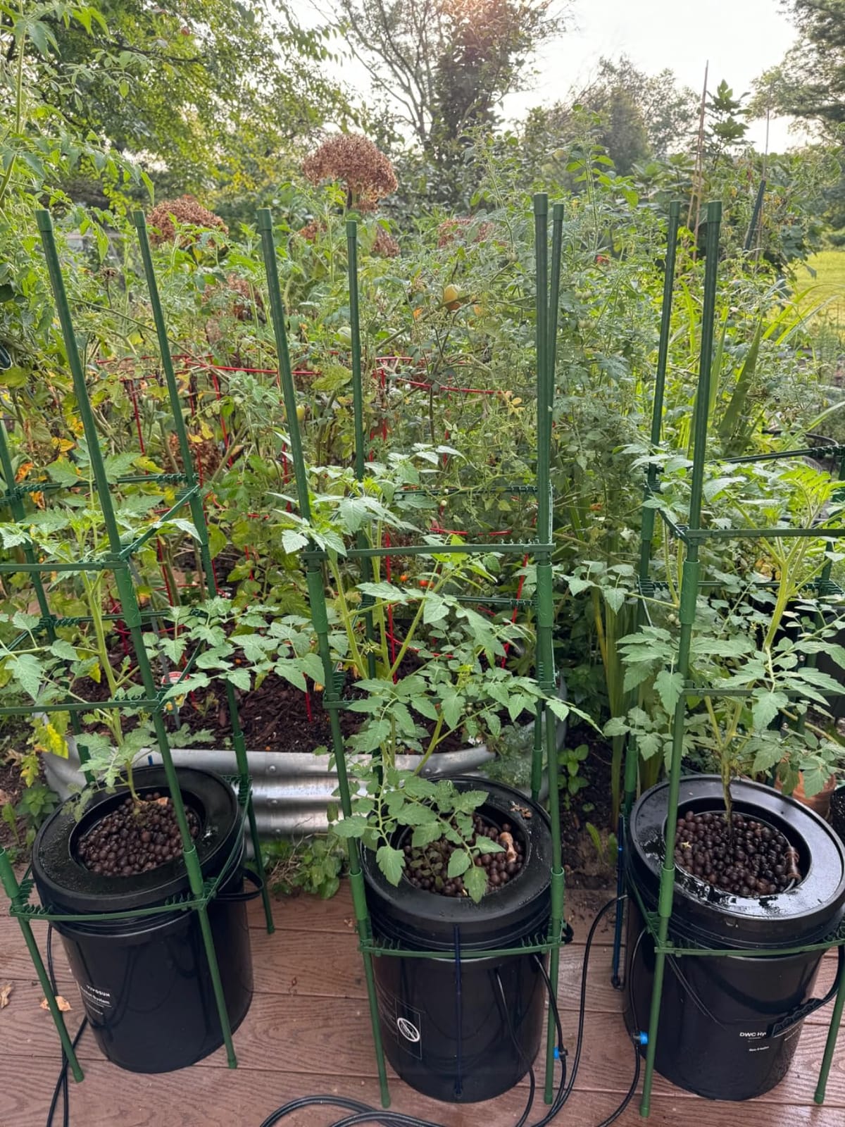 VIVOSUN DWC Hydroponics Grow System with Top Drip Kit 1 Bucket customer photo 1