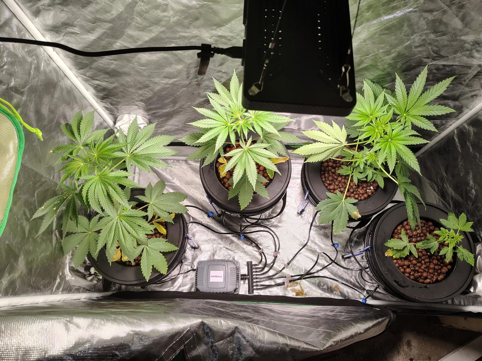 VIVOSUN DWC Hydroponics Grow System with Top Drip Kit 1 Bucket customer photo 2
