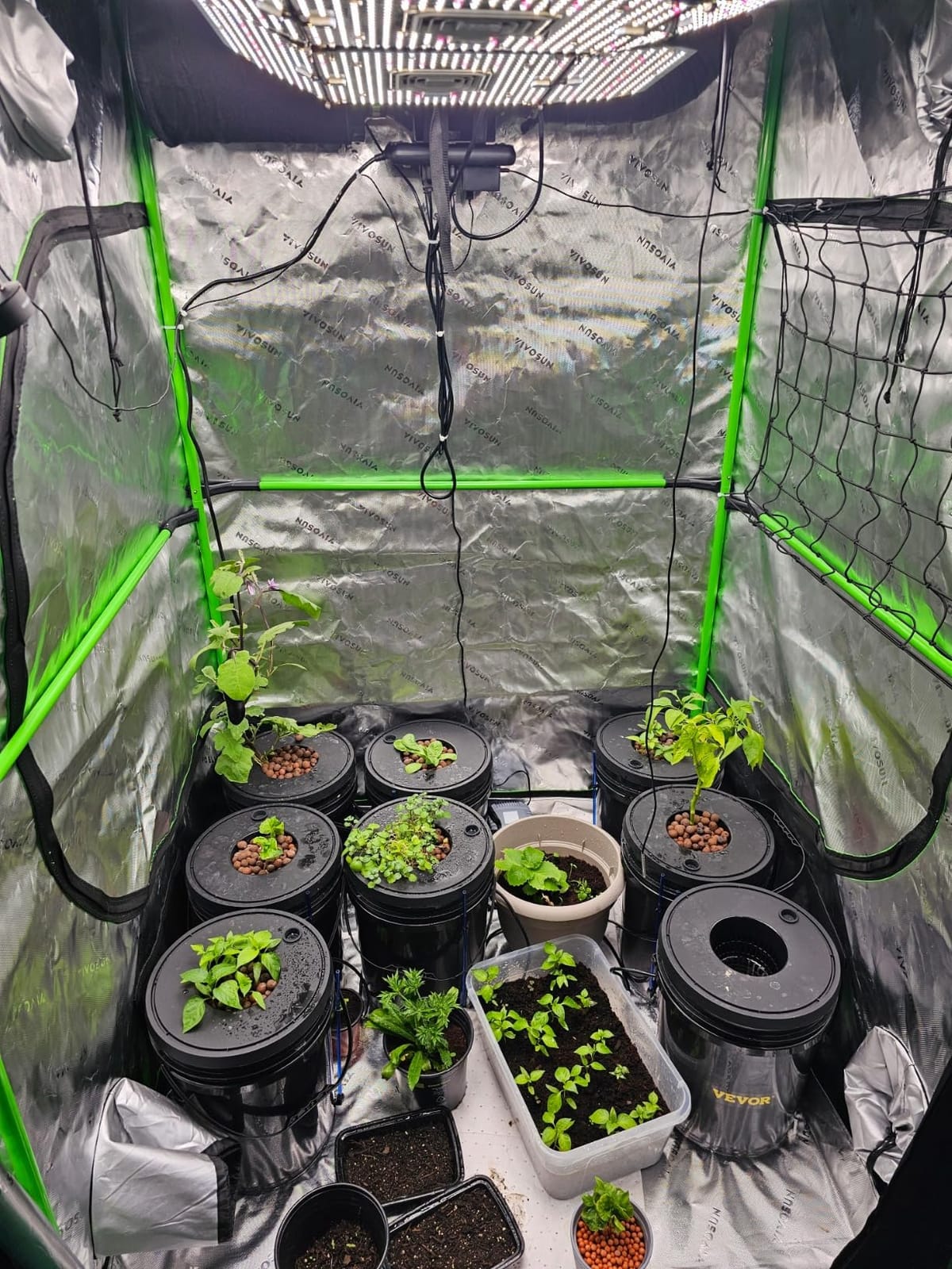 VEVOR DWC Hydroponic System, 5 Gallon 8 Buckets, Deep Water Culture Growing Bucket, Hydroponics Grow Kit with Pump, Air Stone and Water Level Device, for Indoor/Outdoor Leafy Vegetables customer photo 1