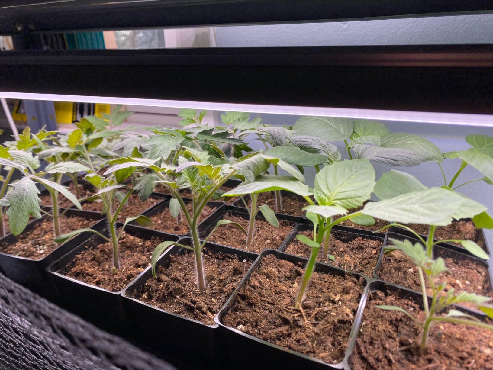 Barrina T8 Grow Lights, 2FT 5000K White Full Spectrum Plant Lights, 6 Packs customer photo 1