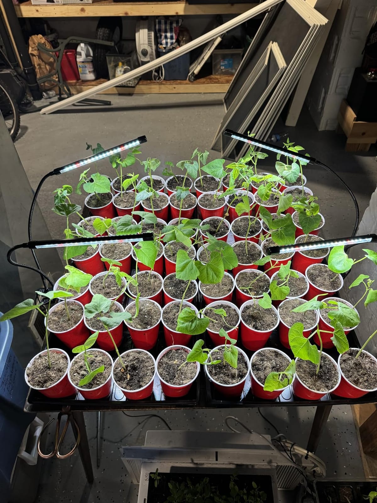 Wolezek Clip on Grow Lights for Indoor Plants, Full Spectrum 6000K customer photo 1