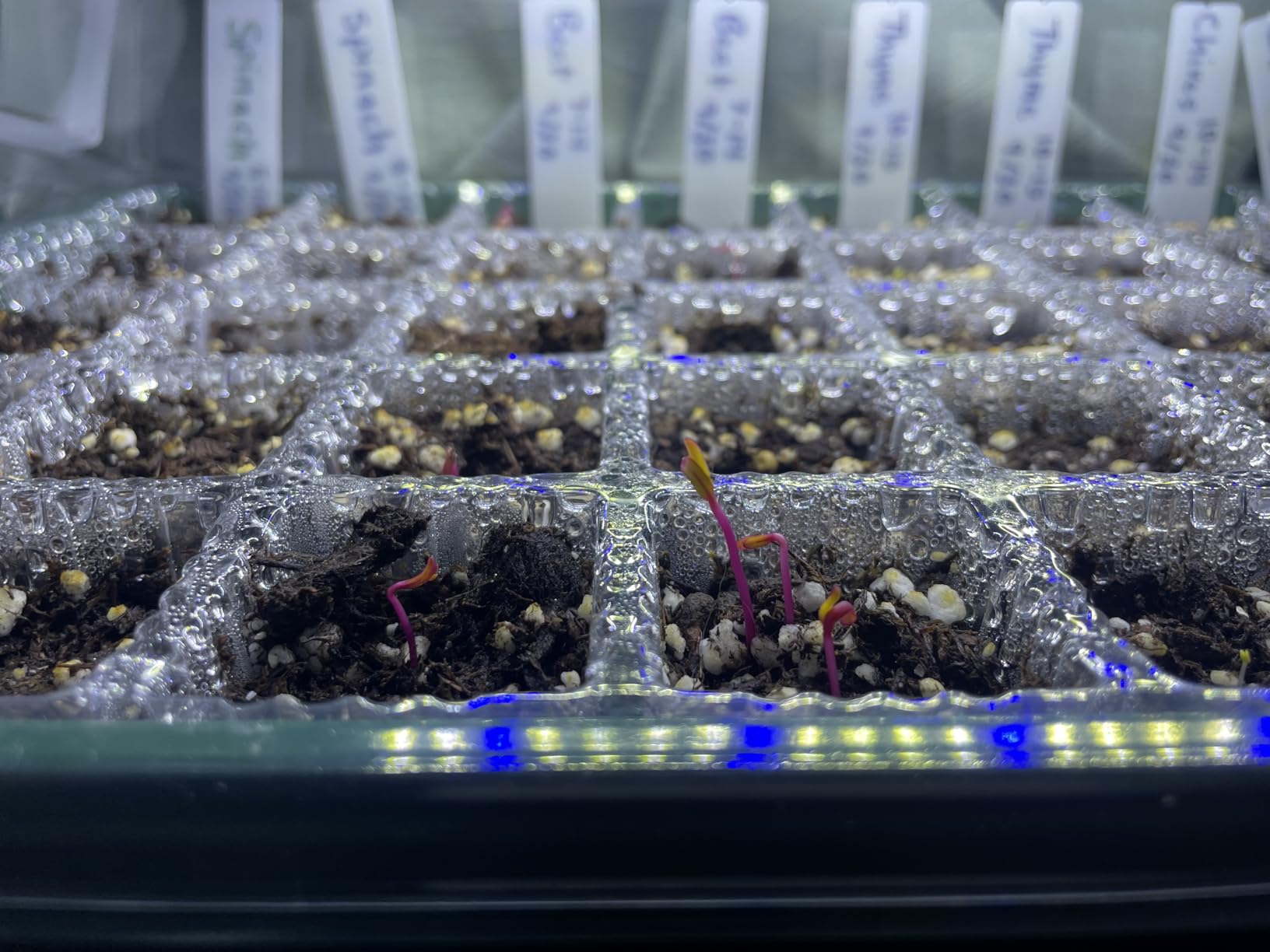 BlumWay Seed Starter Tray with Grow Light, Humidity Dome, 2 Pack 80 Cells customer photo 1