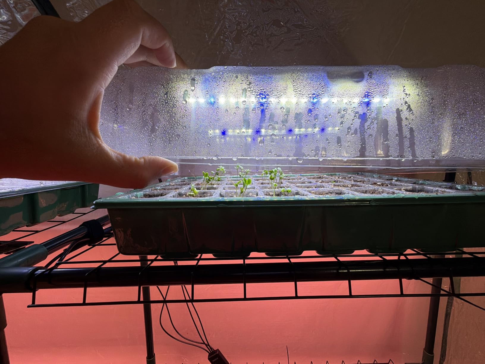 Sondiko Seed Starter Tray with Grow Light, 80 Cells Starter Kit customer photo 2