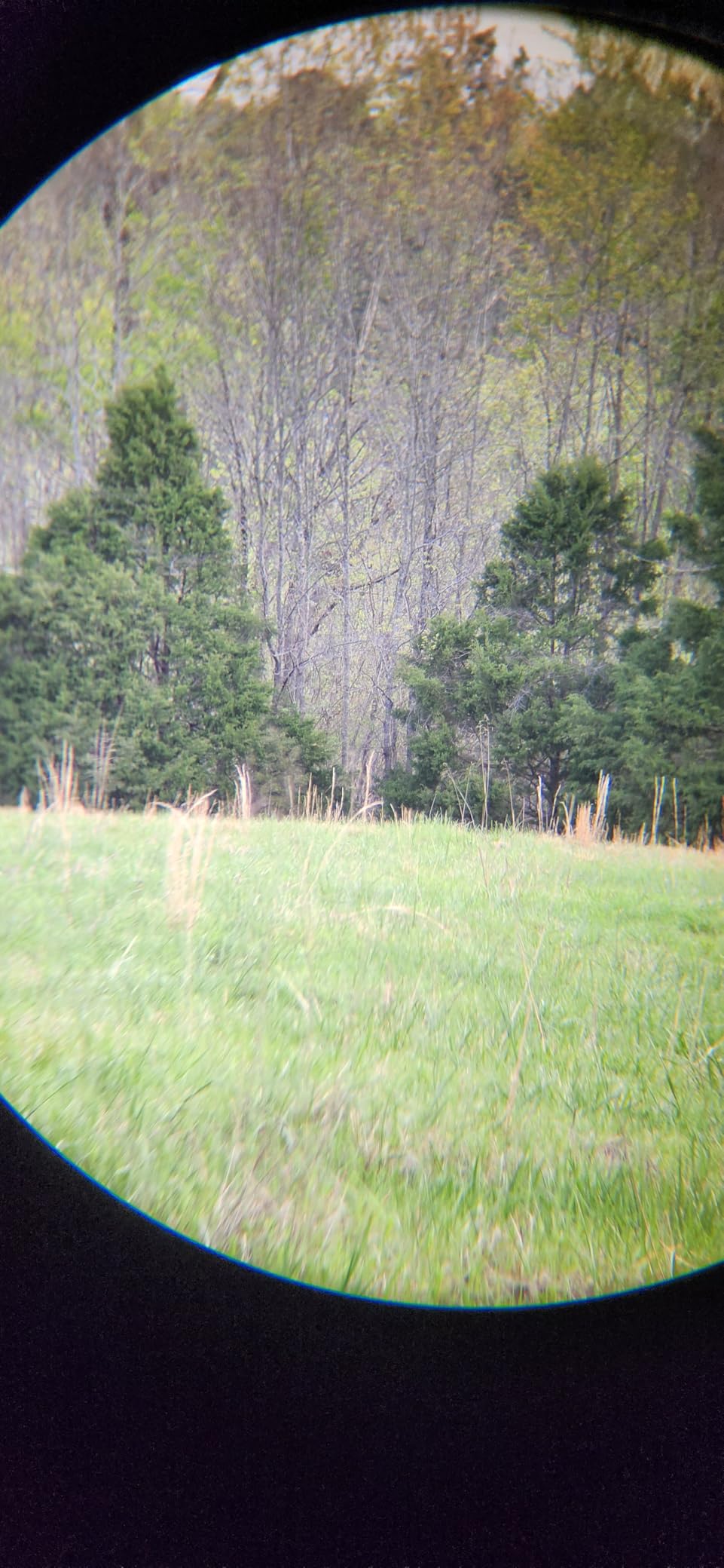 Vortex Triumph HD 10x42 Binoculars customer photo 1