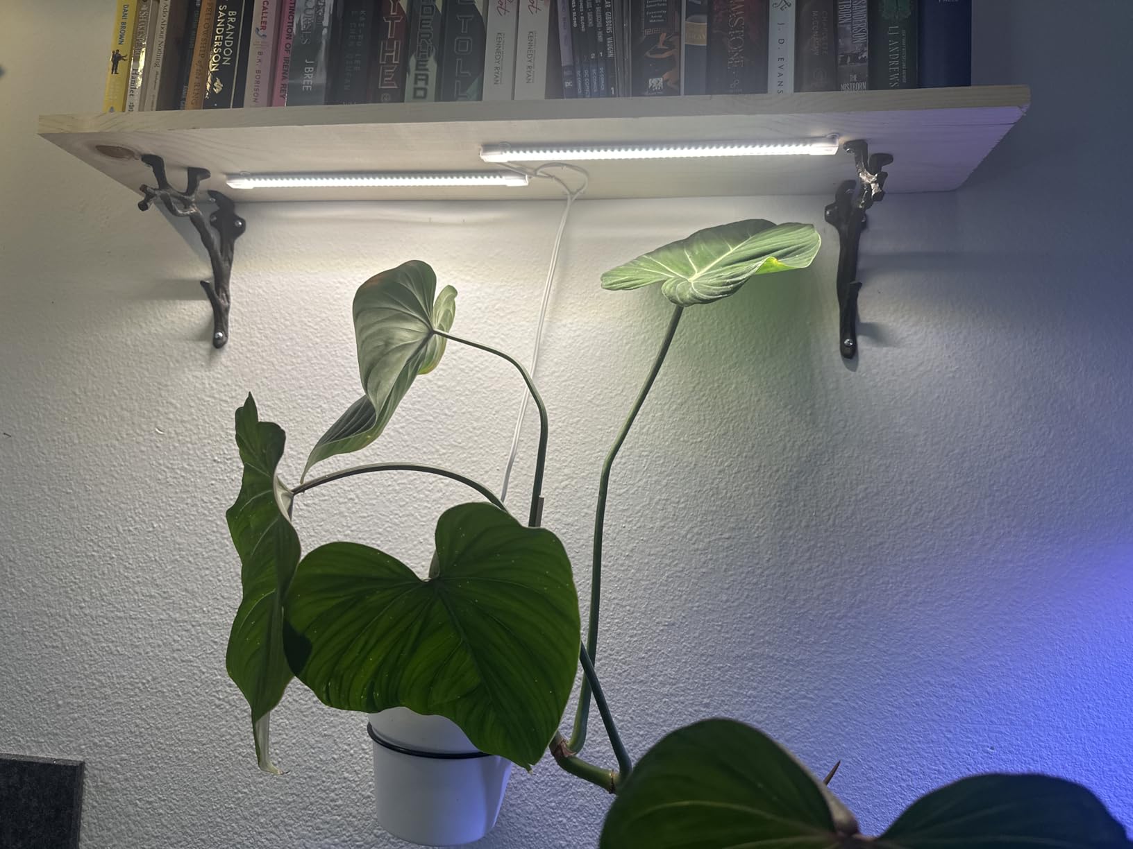 Hywyimlait LED Grow Light Strips for Indoor Plants Full Spectrum 3500K, 96 LEDs Plant Light Bar with 3/9/12H Timer, 10 Dimmable Levels for Seedling Succulent and Shelf, 13 Inches, 1 Head 2 Pack customer photo 1