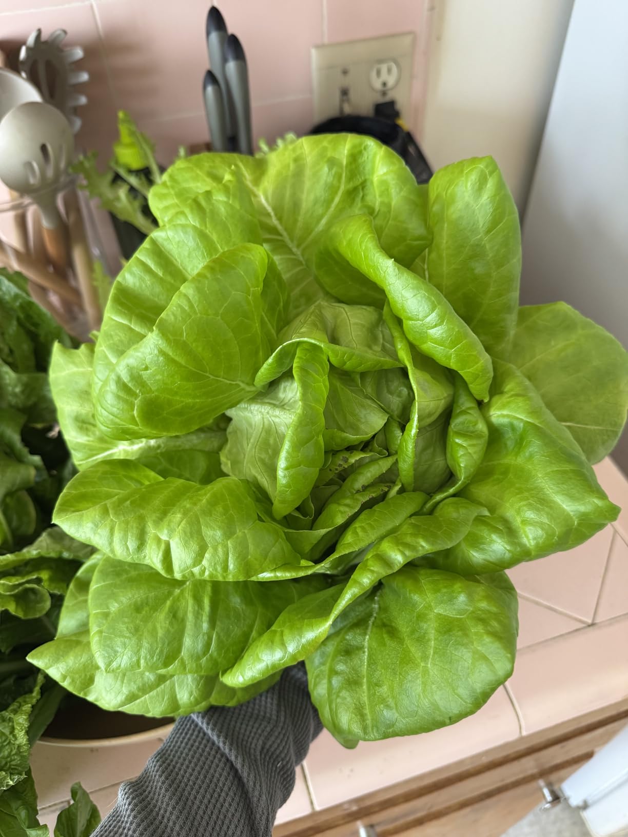 Lettuce Grow Farmstand Nook | 4ft 7in Vertical Hydroponic Garden Tower customer photo 1