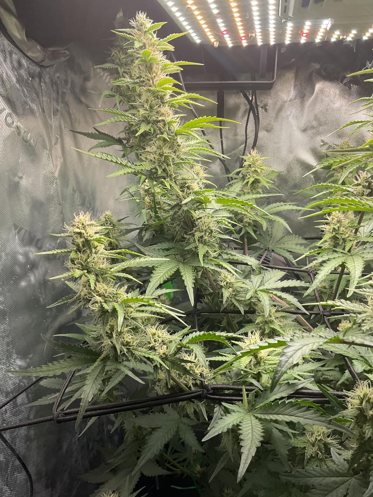 VIVOSUN 3x3 Smart PRO Grow Tent Kit WiFi Automatic Control Grow System customer photo 2