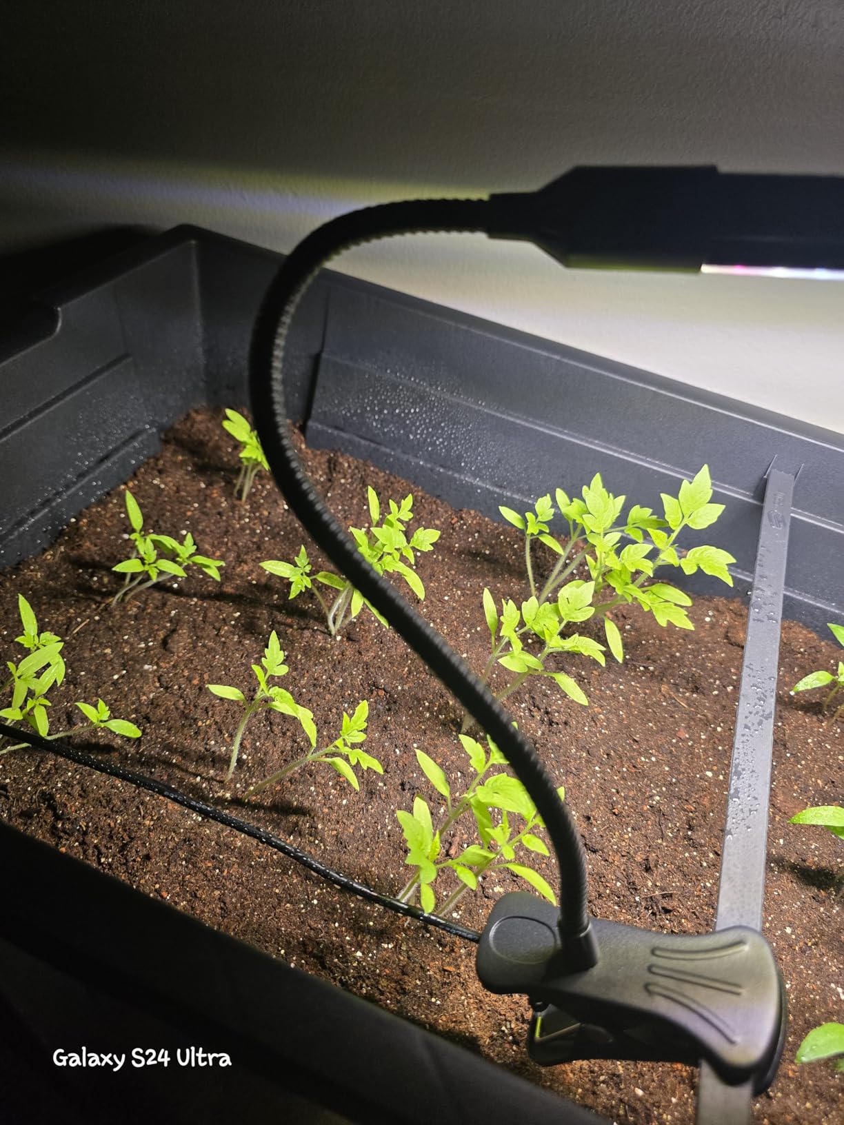 Game Changer! FECiDA 2026 2Pack Clip on Grow Lights for Single Pot Plant customer photo 2