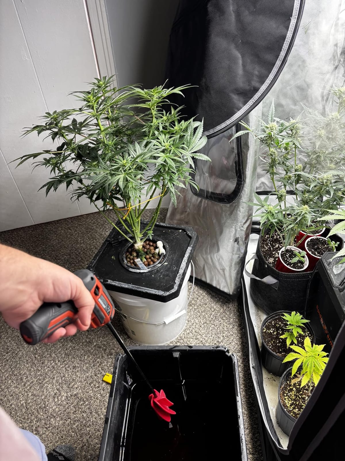 Spider Farmer DWC Hydroponics Growing System Kit 4 Buckets for Indoor Plant customer photo 1