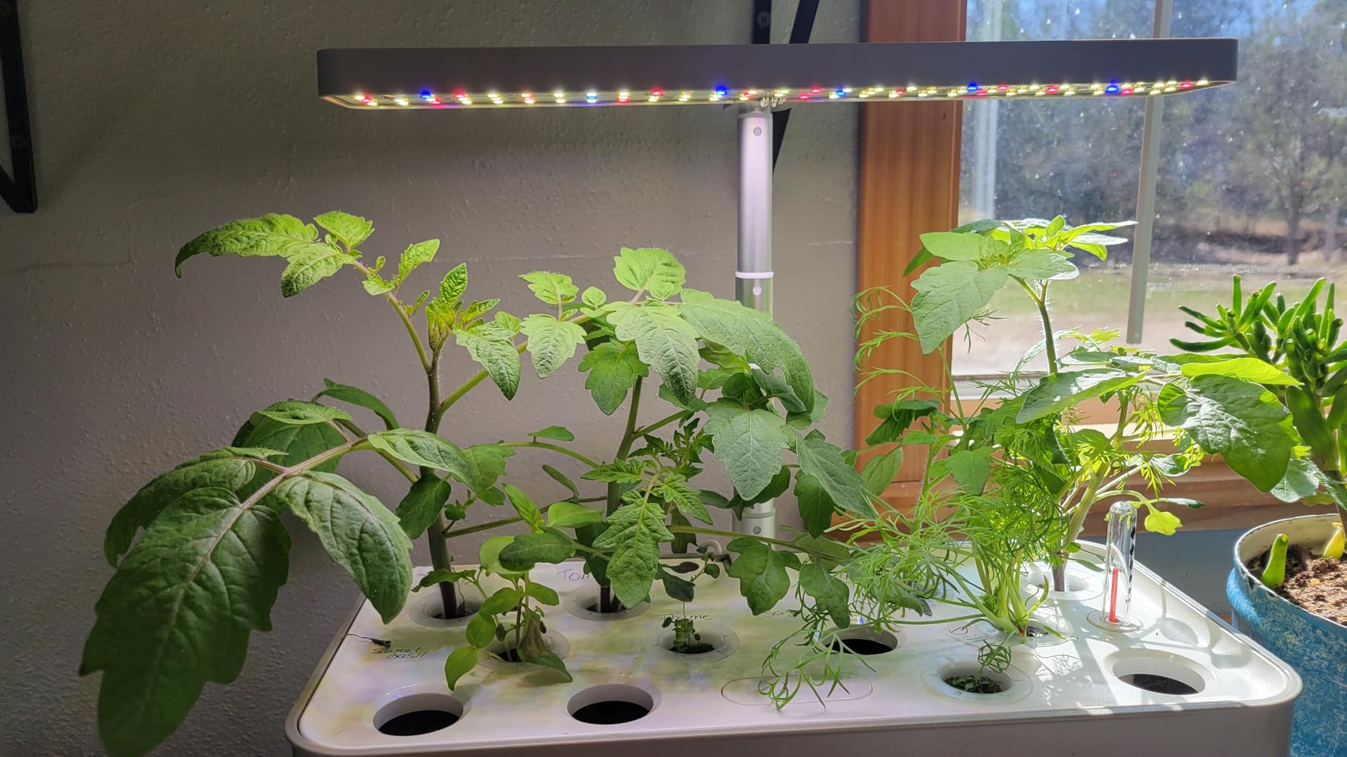 SUNCOZE Hydroponics Growing System, Compact 12 Pods Indoor Garden, Beige customer photo 2
