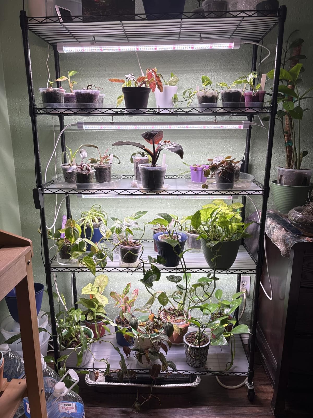FREELICHT Plant Stand with Grow Light 5-Tier, 4×30W 5000K, 29.5x13.8x61.5IN customer photo 2
