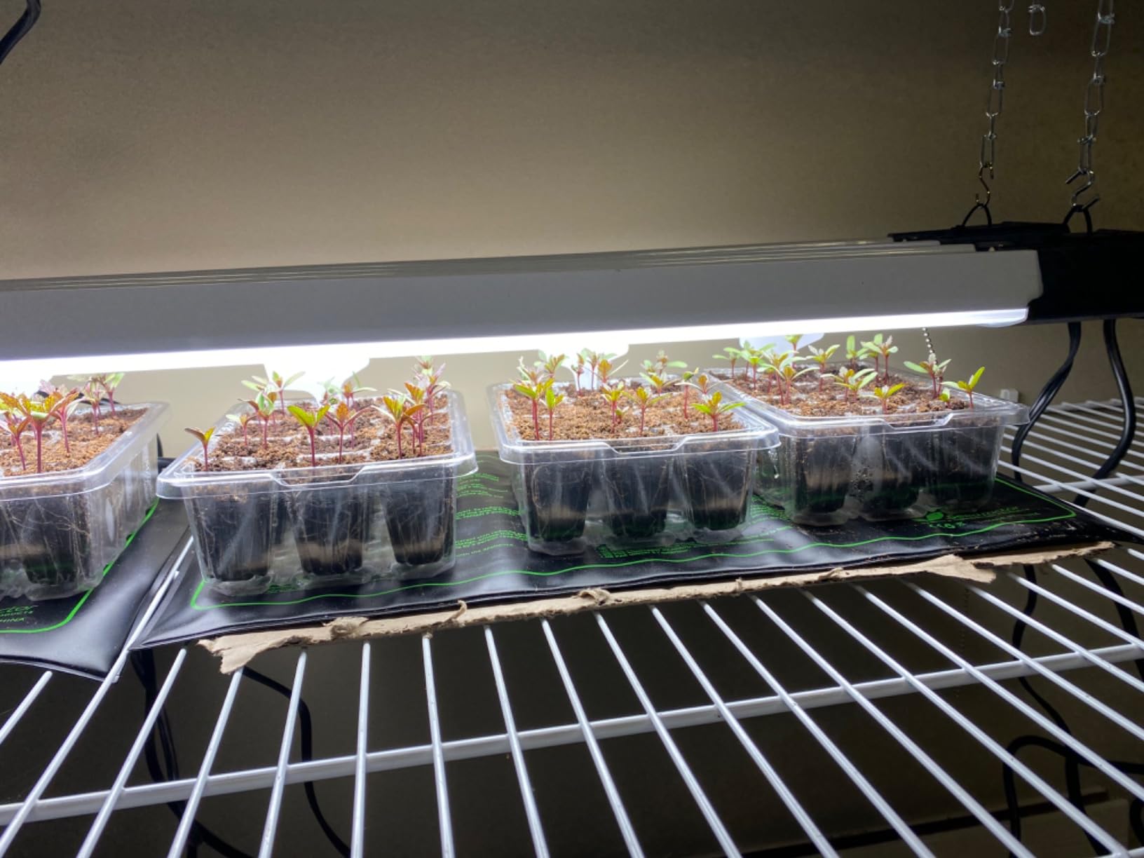 Bonviee 5-Pack Seed Starter Trays, Humidity Dome, Base, 12-Cell Tray, Clear customer photo 1