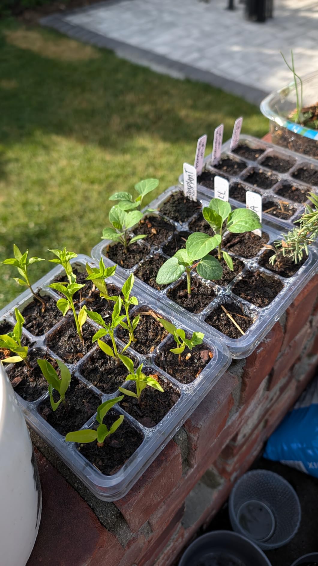 Bonviee 5-Pack Seed Starter Trays, Humidity Dome, Base, 12-Cell Tray, Clear customer photo 2